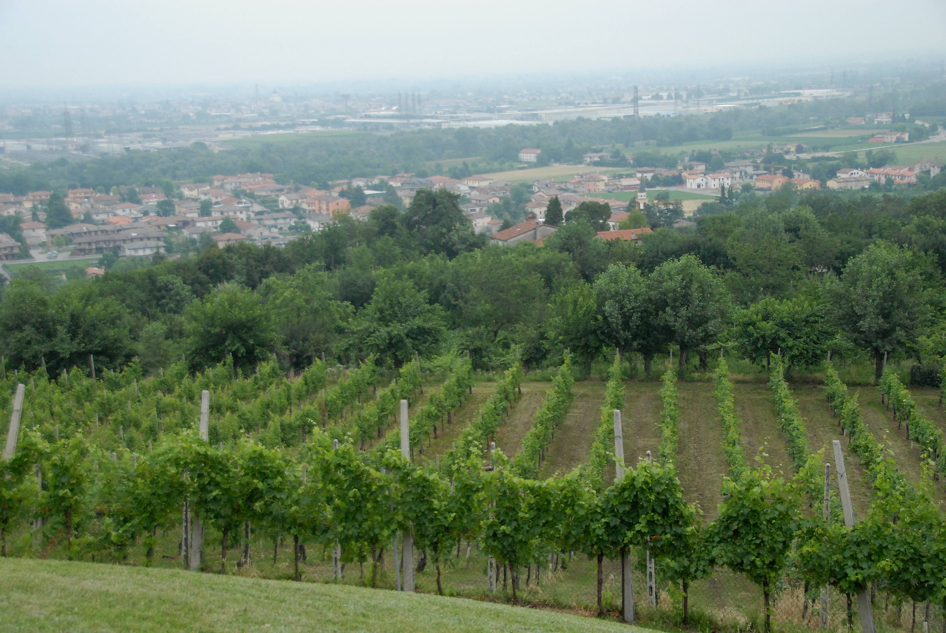 Il vigneto di Breganza